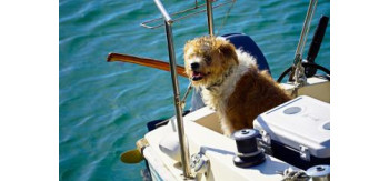Czarter jachtu a żeglowanie z psem – porady dla właścicieli zwierząt
